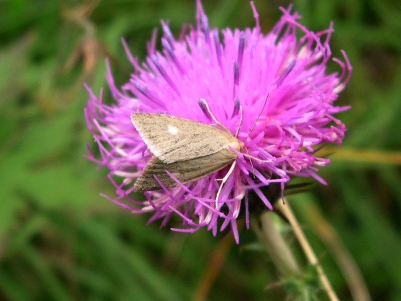 Evergestis sp.? No, Udea alpinalis